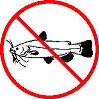 NO Brown Bullhead - Keep foreign species out!