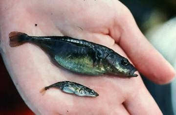 Stickleback species pair from Paxton Lake, British Columbia.  Gravid benthic top, gravid limnetic bottom. Photo by Todd Hatfield